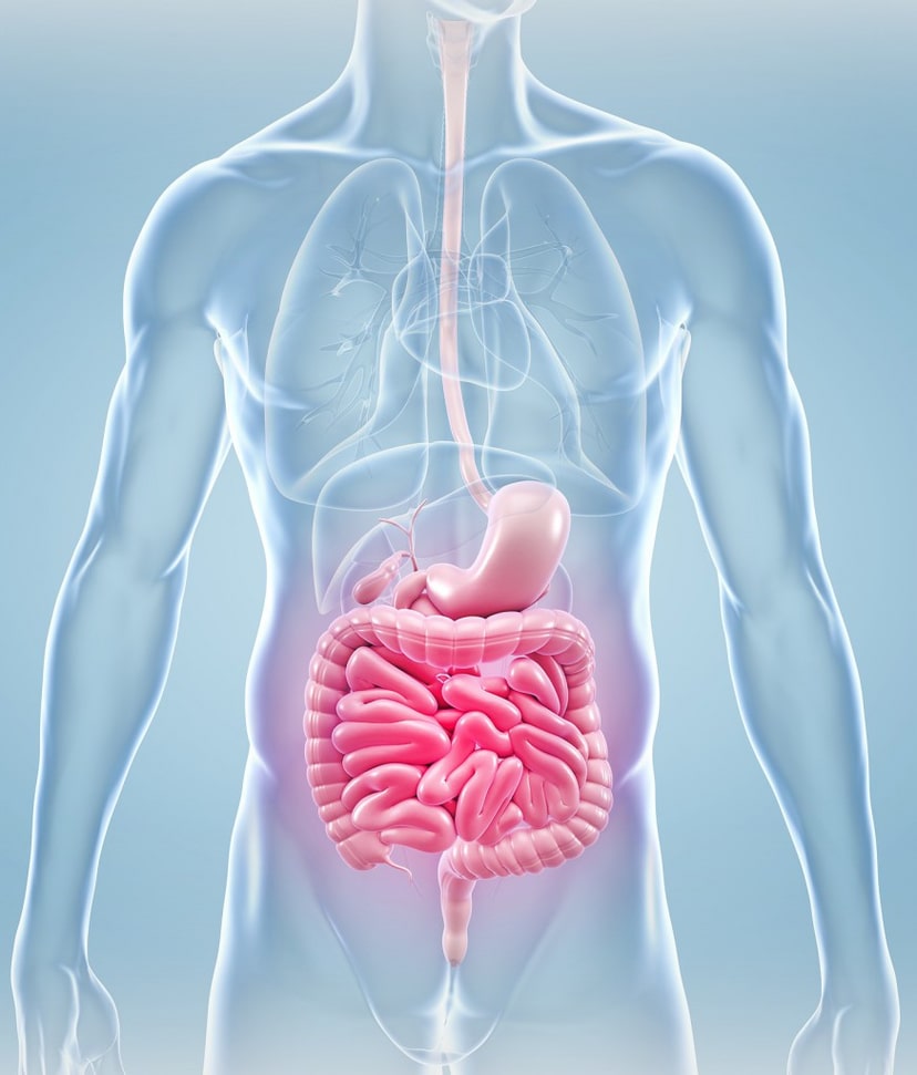 Ejercicio de resistencia y microbiota intestinal