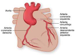 Circulación e irrigación cardíaca