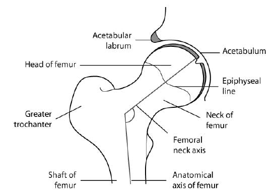 Revisión sobre la anatomía y biomecánica  de la cadera