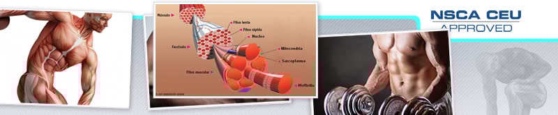 Webinar de Optimización de Entornos Hormonales para la Ganancia de Masa Muscular